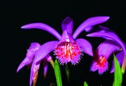 Pleione bulbocoioides
