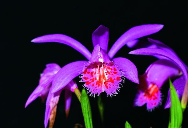 Pleione bulbocoioides Pleione bulbocoioides