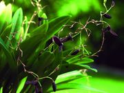 Pleurothallis species