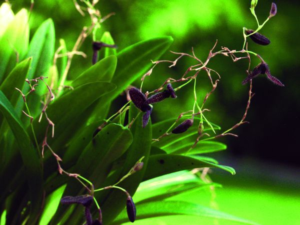 Pleurothallis species Pleurothallis species