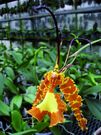 Psychopsis Kalihi