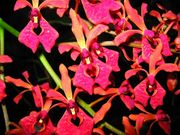 Renanthera storei