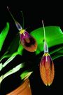Restrepia species