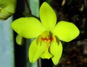 Spathoglottis aurea x hookeriana