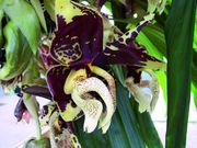 Stanhopea tigrina