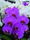 Phalaenopsis Palma