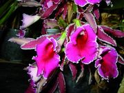 Trichopilia marginata x suavis
