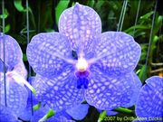 Vanda Bernice Miller