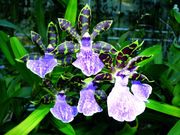 orchid_144